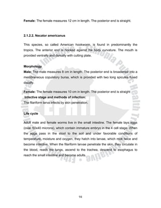 Female: The female measures 12 cm in length. The posterior end is straight.



2.1.2.2. Necator americanus

This species, so called American hookworm, is found in predominantly the
tropics. The anterior end is hooked against the body curvature. The mouth is
provided ventrally and dorsally with cutting plate.


Morphology
Male: The male measures 8 cm in length. The posterior end is broadened into a
membraneous copulatory bursa, which is provided with two long spicules fused
distally.

Female: The female measures 10 cm in length. The posterior end is straight
Infective stage and methods of infection:
The filariform larva infects by skin penetration.


Life cycle

Adult male and female worms live in the small intestine. The female lays eggs
(oval, 60x40 microns), which contain immature embryo in the 4 cell stage. When
the eggs pass in the stool to the soil and under favorable conditions of
temperature, moisture and oxygen, they hatch into larvae, which molt twice and
become infective. When the filariform larvae penetrate the skin, they circulate in
the blood, reach the lungs, ascend to the trachea, descend to esophagus to
reach the small intestine and become adults.




                                          94
 