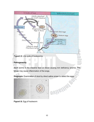 Figure1.5. Life cycle of hookworms


Pathogenecity

Adult worms in the intestine feed on blood causing iron deficiency anemia. The
larvae may cause inflammation of the lungs.

Diagnosis: Examination of stool by direct saline smear to detect the eggs.




Figure1.6. Egg of hookworm




                                       95
 