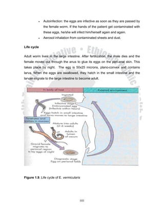 •   Autoinfection: the eggs are infective as soon as they are passed by
              the female worm. If the hands of the patient get contaminated with
              these eggs, he/she will infect him/herself again and again.
          •   Aerosol inhalation from contaminated sheets and dust.

Life cycle

Adult worm lives in the large intestine. After fertilization, the male dies and the
female moves out through the anus to glue its eggs on the peri-anal skin. This
takes place by night. The egg is 50x25 microns, plano-convex and contains
larva. When the eggs are swallowed, they hatch in the small intestine and the
larvae migrate to the large intestine to become adult.




Figure 1.9. Life cycle of E. vermicularis




                                        101
 