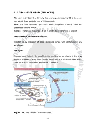 2.2.2. TRICHURIS TRICHIURA (WHIP WORM)

The worm is divided into a thin whip-like anterior part measuring 3/5 of the worm
and a thick fleshy posterior part of 2/5 the length.
Male: The male measures 3-4.5 cm in length. Its posterior end is coiled and
possesses a single cubicle.
Female: The female measures 4-5 cm in length. Its posterior end is straight

Infective stage and mode of infection

Infection is by ingestion of eggs containing larvae with contaminated raw
vegetables.

Life cycle:

Ingested eggs hatch in the small intestine and the larvae migrate to the large
intestine to become adult. After mating, the female lays immature eggs, which
pass with the stool to the soil and mature in 2 weeks.




Figure 1.11. Life cycle of Trichuris trichiura


                                         103
 