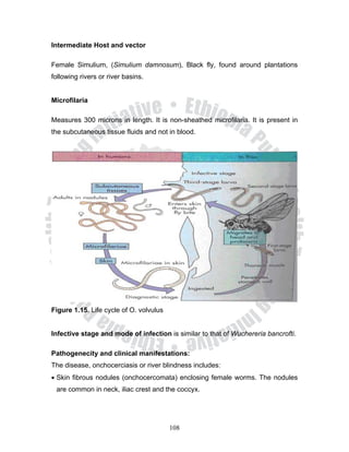 Intermediate Host and vector

Female Simulium, (Simulium damnosum), Black fly, found around plantations
following rivers or river basins.


Microfilaria

Measures 300 microns in length. It is non-sheathed microfilaria. It is present in
the subcutaneous tissue fluids and not in blood.




Figure 1.15. Life cycle of O. volvulus


Infective stage and mode of infection is similar to that of Wuchereria bancrofti.

Pathogenecity and clinical manifestations:
The disease, onchocerciasis or river blindness includes:
• Skin fibrous nodules (onchocercomata) enclosing female worms. The nodules
 are common in neck, iliac crest and the coccyx.




                                         108
 