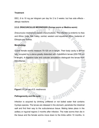 Treatment

DEC, 6 to 10 mg per kilogram per day for 2 to 3 weeks: but has side effects -
allergic reactions

2.3.2. DRACUNCULUS MEDINENSIS (Guinea worm or Medina worm)

Dracunculus medinensis causes dracunculiasis. The infection is endemic to Asia
and Africa: India, Nile Valley, central, western and equatorial Africa, lowlands of
Ethiopia and Eritrea.

Morphology

Gravid female worms measure 70-120 cm in length. Their body cavity is almost
fully occupied by a uterus greatly distended with rhabditiform larvae (250-750 μm
in length). A digestive tube and cuticular annulations distinguish the larvae from
microfilariae.




Figure1.17 Larvae of D. medinensis


Pathogenecity and life cycle

Infection is acquired by drinking unfiltered or not boiled water that contains
Cyclops species. The larvae are released in the stomach, penetrate the intestinal
wall and find their way to the subcutaneous tissue. Mating takes place in the
axillary or inguinal regions 3 months after infection. The male worms then die in
the tissue and the female worms move down to the limbs within 10 months. In


                                       111
 