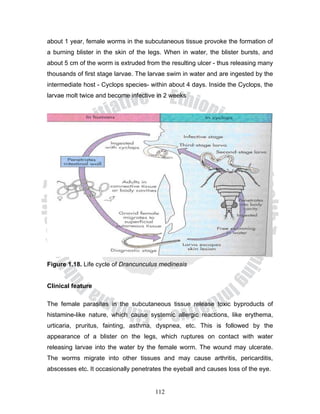 about 1 year, female worms in the subcutaneous tissue provoke the formation of
a burning blister in the skin of the legs. When in water, the blister bursts, and
about 5 cm of the worm is extruded from the resulting ulcer - thus releasing many
thousands of first stage larvae. The larvae swim in water and are ingested by the
intermediate host - Cyclops species- within about 4 days. Inside the Cyclops, the
larvae molt twice and become infective in 2 weeks




Figure 1.18. Life cycle of Drancunculus medinesis


Clinical feature

The female parasites in the subcutaneous tissue release toxic byproducts of
histamine-like nature, which cause systemic allergic reactions, like erythema,
urticaria, pruritus, fainting, asthma, dyspnea, etc. This is followed by the
appearance of a blister on the legs, which ruptures on contact with water
releasing larvae into the water by the female worm. The wound may ulcerate.
The worms migrate into other tissues and may cause arthritis, pericarditis,
abscesses etc. It occasionally penetrates the eyeball and causes loss of the eye.


                                       112
 