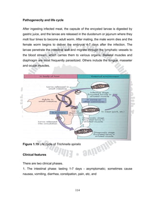 Pathogenecity and life cycle

After ingesting infected meat, the capsule of the encysted larvae is digested by
gastric juice, and the larvae are released in the duodenum or jejunum where they
molt four times to become adult worm. After mating, the male worm dies and the
female worm begins to deliver the embryos 4-7 days after the infection. The
larvae penetrate the intestinal wall and migrate through the lymphatic vessels to
the blood stream, which carries them to various organs. Skeletal muscles and
diaphragm are most frequently parasitized. Others include the tongue, masseter
and ocular muscles.




Figure 1.19 Life cycle of Trichinella spiralis


Clinical features

There are two clinical phases.
1. The intestinal phase: lasting 1-7 days - asymptomatic; sometimes cause
nausea, vomiting, diarrhea, constipation, pain, etc, and




                                         114
 