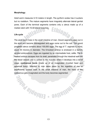 Morphology:

Adult worm measures 5-10 meters in length. The pyriform scolex has 4 suckers
but no rostellum. The mature segments have irregularly alternate lateral genital
pores. Each of the terminal segments contains only a uterus made up of a
median stem with 15-30 lateral branches.


Life cycle

The adult worm lives in the small intestine of man. Gravid segments pass out in
the stool and become disintegrated and eggs come out to the soil. The gravid
proglottid uterus contains about 100,000 eggs. The egg of T. saginata is round,
about 40 microns in diameter. The 6-hooked embryo is enclosed in a radially
striated embryophore. Eggs are ingested by an intermediate host, cattle. The 6-
hooked embryo escapes from its shell, penetrates through the intestinal wall into
the blood vessels and is carried to the muscles where it develops into a larval
stage, cysticercus bovis (made up of an invaginated /inverted head and
spherical body). Infection to man takes place by the ingestion of raw or
insufficiently cooked beef. In the small intestine of man, the head of the
cysticercus gets invaginated and the body becomes segmented.




                                      121
 