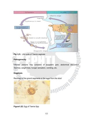 Fig 1.21. Life cycle of Taenia saginata

Pathogenecity

Infected persons may complain of epigastric pain, abdominal discomfort,
diarrhea, weight loss, hunger sensation, vomiting, etc.

Diagnosis

Recovery of the gravid segments or the eggs from the stool




Figure1.22. Egg of Taenia Spp


                                          122
 
