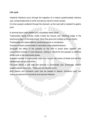Life cycle

Intestinal infections occur through the ingestion of a mature quadrinucleate infective
cyst, contaminated food or drink and also by hand to mouth contact.
It is then passed unaltered through the stomach, as the cyst wall is resistant to gastric
juice.

In terminal ileum (with alkaline pH), excystation takes place.
Trophozoites being actively motile invade the tissues and ultimately lodge in the
submucous layer of the large bowel. Here they grow and multiply by binary fission.
Trophozoites are responsible for producing lesions in amoebiasis.
Invasion of blood vessels leads to secondary extra intestinal lesions.
Gradually the effect of the parasite on the host is toned down together with
concomitant increase in host tolerance, making it difficult for the parasite to continue
its life cycle in the trophozoite phase.
A certain number of trophozoites come from tissues into lumen of bowel and are first
transformed into pre-cyst forms.
Pre-cysts secret a cyst wall and become a uninucleate cyst. Eventually, mature
quadrinucleate cysts form. These are the infective forms.
Both mature and immature cysts may be passed in faeces. Immature cysts can
mature in external environments and become infective.




                                           23
 