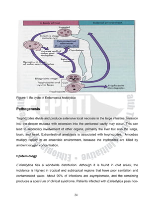 Figure-1 life cycle of Entamoeba histolytica


Pathogenesis

Trophozoites divide and produce extensive local necrosis in the large intestine. Invasion
into the deeper mucosa with extension into the peritoneal cavity may occur. This can
lead to secondary involvement of other organs, primarily the liver but also the lungs,
brain, and heart. Extraintestinal amebiasis is associated with trophozoites. Amoebas
multiply rapidly in an anaerobic environment, because the trophozites are killed by
ambient oxygen concentration.


Epidemiology

E.histolytica has a worldwide distribution. Although it is found in cold areas, the
incidence is highest in tropical and subtropical regions that have poor sanitation and
contaminated water. About 90% of infections are asymptomatic, and the remaining
produces a spectrum of clinical syndrome. Patients infected with E.hisolytica pass non-



                                           24
 