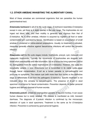 1.2. OTHER AMEBAE INHABITING THE ALIMENTARY CANAL

Most of these amoebae are commensal organisms that can parasitize the human
gastrointestinal tract.

Entamoeba hartmanni in all of its life–cycle stage, E.hartmanni resembles E.histolytica
except in size, yet there is a slight overlap in the size range. The trophozoites do not
ingest red blood cells, and their motility is generally less vigorous than that of
E.histolytica. As in other amebae, infection is acquired by ingestion of food or water
contaminated with cyst-bearing faeces. Identification is based on examination of small
amebae in unstained or iodine-stained preparations. Usually no treatment is indicated,
measures generally effective against faecal-borne infections will control this amoebic
infection.

Entamoeba coli the life cycle stages include; trophozoite, precyst, cyst, metacyst, and
metacystic trophozoite. Typically the movements of trophozoites are sluggish, with
broad short pseudopodia and little locomotion, but at a focus the living specimen cannot
be distinguished from the active trophotozoite of E.histolytica. However, the cysts are
remarkably variable in size. Entamoeba coli is transmitted in its viable cystic stage
through faecal contamination. Ε.coli as a lumen parasite is non-pathogenic and
produces no symptoms. The mature cyst (with more than four nuclei) is the distinctive
stage to differentiate E.coli from the pathogenic E.histolytica. Specific treatment is not
indicated since this amoeba is non-pathogenic. The presence of E.coli in stool
specimen is evidence for faecal contamination. Prevention depends on better personal
hygiene and sanitary disposal of human excreta.

Entamoeba polecki- arelatively cosmopolitan parasite of hog and monkey. It can cause
human disease but is rarely isolated. The disease is manifested as mild, transient
diarrhoea. The diagnosis of E.polecki infection is confirmed by the microscopic
detection of cysts in stool specimens. Treatment is the same as for E.histolytica
infection. Prevention is achieved by good personal hygiene.




                                          27
 