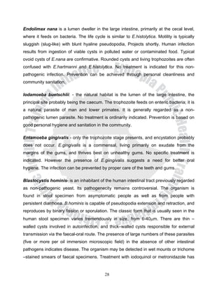 Endolimax nana is a lumen dweller in the large intestine, primarily at the cecal level,
where it feeds on bacteria. The life cycle is similar to E.histolytica. Motility is typically
sluggish (slug-like) with blunt hyaline pseudopodia, Projects shortly. Human infection
results from ingestion of viable cysts in polluted water or contaminated food. Typical
ovoid cysts of E.nana are confirmative. Rounded cysts and living trophozoites are often
confused with E.hartmanni and E.histolytica. No treatment is indicated for this non-
pathogenic infection. Prevention can be achieved through personal cleanliness and
community sanitation.

Iodamoeba buetschlii: - the natural habitat is the lumen of the large intestine, the
principal site probably being the caecum. The trophozoite feeds on enteric bacteria; it is
a natural parasite of man and lower primates. It is generally regarded as a non-
pathogenic lumen parasite. No treatment is ordinarily indicated. Prevention is based on
good personal hygiene and sanitation in the community.

Entamoeba gingivalis - only the trophozoite stage presents, and encystation probably
does not occur. E.gingivalis is a commensal, living primarily on exudate from the
margins of the gums, and thrives best on unhealthy gums. No specific treatment is
indicated. However the presence of E.giingivalis suggests a need for better oral
hygiene. The infection can be prevented by proper care of the teeth and gums.

Blastocystis hominis- is an inhabitant of the human intestinal tract previously regarded
as non-pathogenic yeast. Its pathogenecity remains controversial. The organism is
found in stool specimen from asymptomatic people as well as from people with
persistent diarrhoea. B.hominis is capable of pseudopodia extension and retraction, and
reproduces by binary fission or sporulation. The classic form that is usually seen in the
human stool specimen varies tremendously in size, from 6-40μm. There are thin –
walled cysts involved in autoinfection, and thick–walled cysts responsible for external
transmission via the faecal-oral route. The presence of large numbers of these parasites
(five or more per oil immersion microscopic field) in the absence of other intestinal
pathogens indicates disease. The organism may be detected in wet mounts or trichome
–stained smears of faecal specimens. Treatment with iodoquinol or metronidazole has


                                            28
 