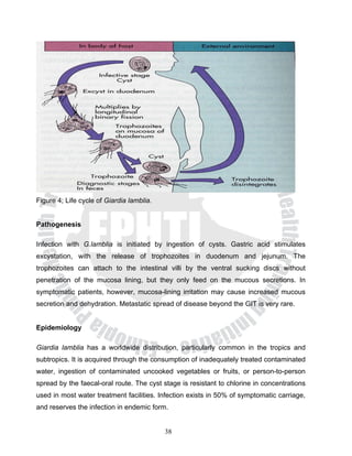 Figure 4; Life cycle of Giardia lamblia.


Pathogenesis

Infection with G.lamblia is initiated by ingestion of cysts. Gastric acid stimulates
excystation, with the release of trophozoites in duodenum and jejunum. The
trophozoites can attach to the intestinal villi by the ventral sucking discs without
penetration of the mucosa lining, but they only feed on the mucous secretions. In
symptomatic patients, however, mucosa-lining irritation may cause increased mucous
secretion and dehydration. Metastatic spread of disease beyond the GIT is very rare.


Epidemiology

Giardia lamblia has a worldwide distribution, particularly common in the tropics and
subtropics. It is acquired through the consumption of inadequately treated contaminated
water, ingestion of contaminated uncooked vegetables or fruits, or person-to-person
spread by the faecal-oral route. The cyst stage is resistant to chlorine in concentrations
used in most water treatment facilities. Infection exists in 50% of symptomatic carriage,
and reserves the infection in endemic form.


                                           38
 
