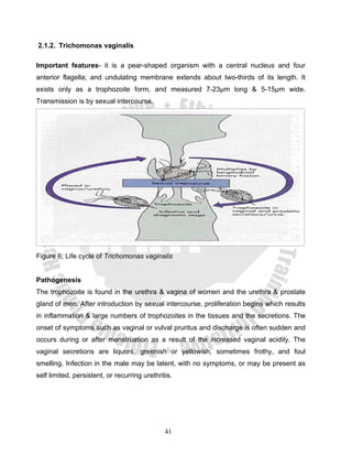 2.1.2. Trichomonas vaginalis

Important features- it is a pear-shaped organism with a central nucleus and four
anterior flagella; and undulating membrane extends about two-thirds of its length. It
exists only as a trophozoite form, and measured 7-23μm long & 5-15μm wide.
Transmission is by sexual intercourse.




Figure 6; Life cycle of Trichomonas vaginalis


Pathogenesis
The trophozoite is found in the urethra & vagina of women and the urethra & prostate
gland of men. After introduction by sexual intercourse, proliferation begins which results
in inflammation & large numbers of trophozoites in the tissues and the secretions. The
onset of symptoms such as vaginal or vulval pruritus and discharge is often sudden and
occurs during or after menstruation as a result of the increased vaginal acidity. The
vaginal secretions are liquors, greenish or yellowish, sometimes frothy, and foul
smelling. Infection in the male may be latent, with no symptoms, or may be present as
self limited, persistent, or recurring urethritis.




                                               41
 