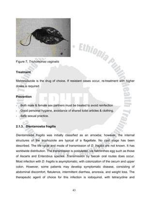 Figure 7; Trichomonas vaginalis


Treatment

Metronidazole is the drug of choice. If resistant cases occur, re-treatment with higher
doses is required.


Prevention

-   Both male & female sex partners must be treated to avoid reinfection
-   Good personal hygiene, avoidance of shared toilet articles & clothing.
-   Safe sexual practice.


2.1.3. Dientamoeba fragilis

Dientamoeba fragilis was initially classified as an amoeba; however, the internal
structures of the trophoziote are typical of a flagellate. No cyst stage has been
described. The life cycle and mode of transmission of D. fragilis are not known. It has
worldwide distribution. The transmission is postulated, via helminthes egg such as those
of Ascaris and Enterobius species. Transmission by faecal- oral routes does occur.
Most infection with D. fragilis is asymptomatic, with colonization of the cecum and upper
colon. However, some patients may develop symptomatic disease, consisting of
abdominal discomfort, flatulence, intermittent diarrhea, anorexia, and weight loss. The
therapeutic agent of choice for this infection is iodoquinol, with tetracycline and



                                           43
 