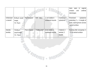 tract;   seen     In   vaginal
                                                                                               smears       and       urethral
                                                                                               discharges


Chilomasti   6-24μm: usual   Pear-shaped   Stiff, rotary   1; not visible in   3 anterior; 1   Prominent          cytostome
x mesnili    range,                                        unstained mounts    cytostome       extending 1/3 – ½ length of
             10 -15μm                                                                          body; spiral groove across
                                                                                               ventral surface


Giardia      10-20μm:        Pear-shaped   “ Falling leaf” 2;not visible in    4 lateral; 2    Sucking disk occupying ½
lamblia      usual range,                                  unstained mounts    ventral; 2      - ¾ of ventral surface
             12 –15μm                                                          caudal




                                                            46
 