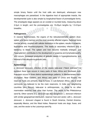 simple binary fission until the host cells are destroyed, whereupon new
macrophages are parasitized. In the digestive tract of appropriate insects, the
developmental cycle is also simple by longitudinal fission of promastigote forms.
The amastigote stage appears as an ovoidal or rounded body, measuring about
2-3μm in length; and the promastigotes are 15-25μm lengths by 1.5-3.5μm
breadths.

Pathogenesis
In visceral leishmaniasis, the organs of the reticuloendothelial system (liver,
spleen and bone marrow) are the most severely affected organs. Reduced bone
marrow activity, coupled with cellular distraction in the spleen, results in anaemia,
leukopenia and thrombocytopenia. This leads to secondary infections and a
tendency to bleed. The spleen and liver become markedly enlarged, and
hypersplenism contributes to the development of anaemia and lymphadenopathy
also occurs. Increased production of globulin results in hyperglobulinemia, and
reversal of the albumin-to-globulin ratio.

Epidemiology
L. donovani donovani, infection of the classic kala-azar (“black sickness”) or
dumdum fever type occurs in many parts of Asia, Africa and Southeast Asia.
Kala-azar occurs in three distinct epidemiologic patterns. In Mediterranean basin
(European, Near Eastern, and Africa) and parts of China and Russia, the
reservoir hosts are primarily dogs & foxes; in sub-Saharan Africa, rats & small
carnivores are believed to be the main reservoirs. In India and neighboring
countries (and Kenya), kala-azar is anthroponosis, i.e. there is no other
mammalian reservoir host other than human. The vector is the Phlebotomus
sand fly. Other variants of L. donovani are also recognized: L. donovani infantum
with similar geographical distribution, reservoir host and vector; with L. donovani
donovani. L. donovani chagasi is found in South America, Central America,
especially Mexico, and the West Indies. Reservoir hosts are dogs, foxes, and
cats, and the vector is the Lutzomiya sand fly.




                                         48
 