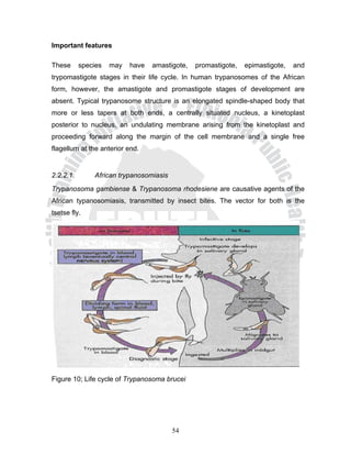 Important features

These      species   may   have   amastigote,   promastigote,   epimastigote,   and
trypomastigote stages in their life cycle. In human trypanosomes of the African
form, however, the amastigote and promastigote stages of development are
absent. Typical trypanosome structure is an elongated spindle-shaped body that
more or less tapers at both ends, a centrally situated nucleus, a kinetoplast
posterior to nucleus, an undulating membrane arising from the kinetoplast and
proceeding forward along the margin of the cell membrane and a single free
flagellum at the anterior end.


2.2.2.1.       African trypanosomiasis
Trypanosoma gambiense & Trypanosoma rhodesiene are causative agents of the
African typanosomiasis, transmitted by insect bites. The vector for both is the
tsetse fly.




Figure 10; Life cycle of Trypanosoma brucei




                                         54
 
