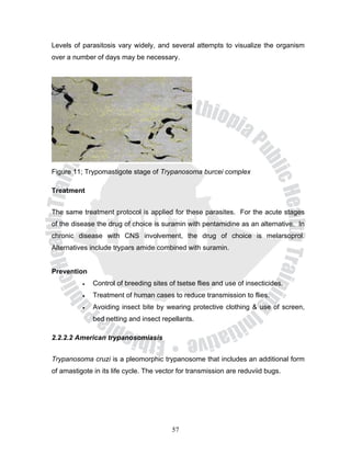 Levels of parasitosis vary widely, and several attempts to visualize the organism
over a number of days may be necessary.




Figure 11; Trypomastigote stage of Trypanosoma burcei complex

Treatment


The same treatment protocol is applied for these parasites. For the acute stages
of the disease the drug of choice is suramin with pentamidine as an alternative. In
chronic disease with CNS involvement, the drug of choice is melarsoprol.
Alternatives include trypars amide combined with suramin.


Prevention
          •   Control of breeding sites of tsetse flies and use of insecticides.
          •   Treatment of human cases to reduce transmission to flies.
          •   Avoiding insect bite by wearing protective clothing & use of screen,
              bed netting and insect repellants.

2.2.2.2 American trypanosomiasis


Trypanosoma cruzi is a pleomorphic trypanosome that includes an additional form
of amastigote in its life cycle. The vector for transmission are reduviid bugs.




                                         57
 