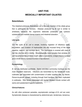 UNIT FIVE
                    MEDICALLY IMPORTANT CILIATES

Balantidiasis

The intestinal protozoan Balantidium coli is the only member of the ciliate group
that is pathogenic for humans.      Disease produced by B. coli is similar to
amebiasis,   because    the   organisms      elaborate   proteolytic   and   cytotoxic
substances that mediate tissue invasion and intestinal ulceration.


Life cycle

The life cycle of B. coli is simple, involving ingestion of infectious cysts,
excystation, and invasion of trophozoites into the mucosal lining of the large
intestine, caecum, and terminal ileum. The trophozoite is covered with rows of
hair like cilia that aid in motility. Morphologically more complex than amebae, B.
coli has a funnel-like primitive mouth called a cytostome, a large (macro) nucleus
and a small (micro) nucleus involved in reproduction.


Epidemiology

B. coli are distributed worldwide. Swine and (less commonly) monkeys are the
most important reservoirs. Infections are transmitted by the faecal-oral route;
outbreaks are associated with contamination of water supplies with pig faeces.
Person-to-person spread, including through food handlers, has been implicated
in outbreaks. Risk factors associated with human disease include contact with
swine and substandard hygienic conditions.

Clinical features

As with other protozoan parasites, asymptomatic carriage of B. coli can exist.
Symptomatic disease is characterized by abdominal pain, tenderness, tenesmus,


                                        61
 