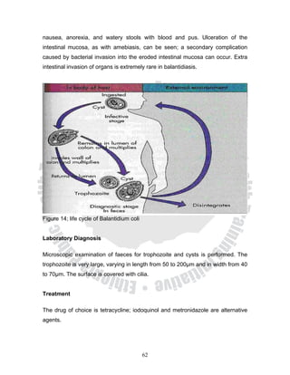 nausea, anorexia, and watery stools with blood and pus. Ulceration of the
intestinal mucosa, as with amebiasis, can be seen; a secondary complication
caused by bacterial invasion into the eroded intestinal mucosa can occur. Extra
intestinal invasion of organs is extremely rare in balantidiasis.




Figure 14; life cycle of Balantidium coli


Laboratory Diagnosis

Microscopic examination of faeces for trophozoite and cysts is performed. The
trophozoite is very large, varying in length from 50 to 200μm and in width from 40
to 70μm. The surface is covered with cilia.


Treatment

The drug of choice is tetracycline; iodoquinol and metronidazole are alternative
agents.




                                            62
 