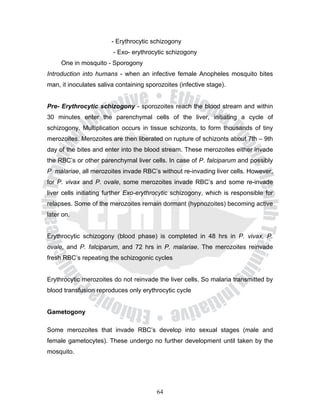 - Erythrocytic schizogony
                        - Exo- erythrocytic schizogony
     One in mosquito - Sporogony
Introduction into humans - when an infective female Anopheles mosquito bites
man, it inoculates saliva containing sporozoites (infective stage).


Pre- Erythrocytic schizogony - sporozoites reach the blood stream and within
30 minutes enter the parenchymal cells of the liver, initiating a cycle of
schizogony. Multiplication occurs in tissue schizonts, to form thousands of tiny
merozoites. Merozoites are then liberated on rupture of schizonts about 7th – 9th
day of the bites and enter into the blood stream. These merozoites either invade
the RBC’s or other parenchymal liver cells. In case of P. falciparum and possibly
P. malariae, all merozoites invade RBC’s without re-invading liver cells. However,
for P. vivax and P. ovale, some merozoites invade RBC’s and some re-invade
liver cells initiating further Exo-erythrocytic schizogony, which is responsible for
relapses. Some of the merozoites remain dormant (hypnozoites) becoming active
later on.


Erythrocytic schizogony (blood phase) is completed in 48 hrs in P. vivax, P.
ovale, and P. falciparum, and 72 hrs in P. malariae. The merozoites reinvade
fresh RBC’s repeating the schizogonic cycles


Erythrocytic merozoites do not reinvade the liver cells. So malaria transmitted by
blood transfusion reproduces only erythrocytic cycle


Gametogony

Some merozoites that invade RBC’s develop into sexual stages (male and
female gametocytes). These undergo no further development until taken by the
mosquito.




                                         64
 