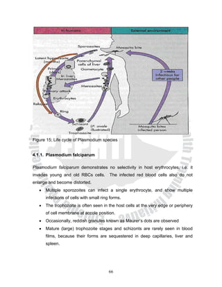 Figure 15; Life cycle of Plasmodium species


4.1.1. Plasmodium falciparum

Plasmodium falciparum demonstrates no selectivity in host erythrocytes, i.e. it
invades young and old RBCs cells.         The infected red blood cells also do not
enlarge and become distorted.
   •   Multiple sporozoites can infect a single erythrocyte, and show multiple
       infections of cells with small ring forms.
   •   The trophozoite is often seen in the host cells at the very edge or periphery
       of cell membrane at accole position.
   •   Occasionally, reddish granules known as Maurer’s dots are observed
   •   Mature (large) trophozoite stages and schizonts are rarely seen in blood
       films, because their forms are sequestered in deep capillaries, liver and
       spleen.




                                          66
 
