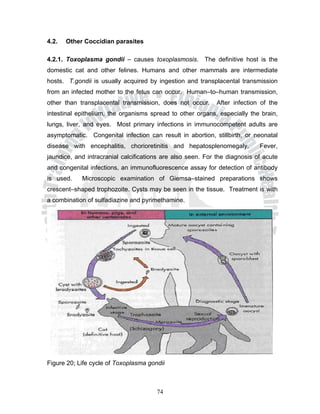 4.2.   Other Coccidian parasites

4.2.1. Toxoplasma gondii – causes toxoplasmosis. The definitive host is the
domestic cat and other felines. Humans and other mammals are intermediate
hosts. T.gondii is usually acquired by ingestion and transplacental transmission
from an infected mother to the fetus can occur. Human–to–human transmission,
other than transplacental transmission, does not occur.      After infection of the
intestinal epithelium, the organisms spread to other organs, especially the brain,
lungs, liver, and eyes. Most primary infections in immunocompetent adults are
asymptomatic. Congenital infection can result in abortion, stillbirth, or neonatal
disease with encephalitis, chorioretinitis and hepatosplenomegaly.          Fever,
jaundice, and intracranial calcifications are also seen. For the diagnosis of acute
and congenital infections, an immunofluorescence assay for detection of antibody
is used.    Microscopic examination of Giemsa–stained preparations shows
crescent–shaped trophozoite. Cysts may be seen in the tissue. Treatment is with
a combination of sulfadiazine and pyrimethamine.




Figure 20; Life cycle of Toxoplasma gondii



                                       74
 