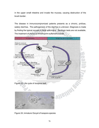 in the upper small intestine and invade the mucosa, causing destruction of the
brush border.


The disease in immunocompromized patients presents as a chronic, profuse,
watery diarrhea. The pathogenesis of the diarrhea is unknown. Diagnosis is made
by finding the typical oocysts in fecal specimens. Serologic tests are not available.
The treatment of choice is trimethoprim-sulfamethoxazole.




Figure 23; Life cycle of Isospora belli.




Figure 24; immature Oocyst of isospora species



                                           76
 