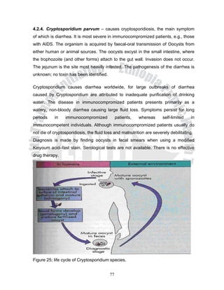 4.2.4. Cryptosporidium parvum – causes cryptosporidiosis, the main symptom
of which is diarrhea. It is most severe in immunocompromized patients, e.g., those
with AIDS. The organism is acquired by faecal-oral transmission of Oocysts from
either human or animal sources. The oocysts excyst in the small intestine, where
the trophozoite (and other forms) attach to the gut wall. Invasion does not occur.
The jejunum is the site most heavily infested. The pathogenesis of the diarrhea is
unknown; no toxin has been identified.

Cryptosporidium causes diarrhea worldwide, for large outbreaks of diarrhea
caused by Cryptosporidium are attributed to inadequate purification of drinking
water. The disease in immunocompromized patients presents primarily as a
watery, non-bloody diarrhea causing large fluid loss. Symptoms persist for long
periods    in    immunocompromized             patients,   whereas     self-limited   in
immunocompetent individuals. Although immunocompromized patients usually do
not die of cryptosporidiosis, the fluid loss and malnutrition are severely debilitating.
Diagnosis is made by finding oocysts in fecal smears when using a modified
Kinyoum acid–fast stain. Serological tests are not available. There is no effective
drug therapy.




Figure 25; life cycle of Cryptosporidium species.


                                          77
 