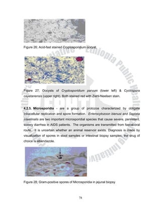 Figure 26; Acid-fast stained Cryptosporidium oocyst.




Figure 27; Oocysts of Cryptosporidium parvum (lower left) & Cyclospora
cayetanensis (upper right). Both stained red with Ziehl-Neelsen stain.


4.2.5. Microsporidia - are a group of protozoa characterized by obligate
intracellular replication and spore formation. Enterocytozoon bienusi and Septata
intestinalis are two important microsporidial species that cause severe, persistent,
watery diarrhea in AIDS patients. The organisms are transmitted from faecal-oral
route. It is uncertain whether an animal reservoir exists. Diagnosis is made by
visualization of spores in stool samples or intestinal biopsy samples; the drug of
choice is albendazole.




Figure 28; Gram-positive spores of Microsporidia in jejunal biopsy



                                        78
 