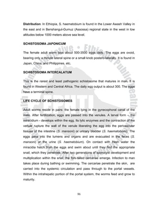 Distribution: In Ethiopia, S. haematobium is found in the Lower Awash Valley in
the east and in Benshangul-Gumuz (Assossa) regional state in the west in low
altitudes below 1000 meters above sea level.

SCHISTOSOMA JAPONICUM

The female adult worm lays about 500-3500 eggs daily. The eggs are ovoid,
bearing only a minute lateral spine or a small knob postero-laterally. It is found in
Japan, China, and Philippines, etc.

SCHISTOSOMA INTERCALATUM

This is the rarest and least pathogenic schistosome that matures in man. It is
found in Western and Central Africa. The daily egg output is about 300. The eggs
have a terminal spine.

LIFE CYCLE OF SCHISTOSOMES

Adult worms reside in pairs: the female lying in the gynecophoral canal of the
male. After fertilization, eggs are passed into the venules. A larval form – the
miracidium - develops within the egg. Its lytic enzymes and the contraction of the
venule rupture the wall of the venule liberating the egg into the perivascular
tissues of the intestine (S. mansoni) or urinary bladder (S. haematobium). The
eggs pass into the lumens and organs and are evacuated in the feces (S.
mansoni) or the urine (S. haematobium). On contact with fresh water the
miracidia hatch from the eggs and swim about until they find the appropriate
snail, which they penetrate. After two generations of sporocyst development and
multiplication within the snail, the fork-tailed cercariae emerge. Infection to man
takes place during bathing or swimming. The cercariae penetrate the skin, are
carried into the systemic circulation and pass through to the portal vessels.
Within the intrahepatic portion of the portal system, the worms feed and grow to
maturity.



                                         86
 