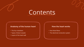 medical_presentation_Structure and Function of the Human Heart.pptx
