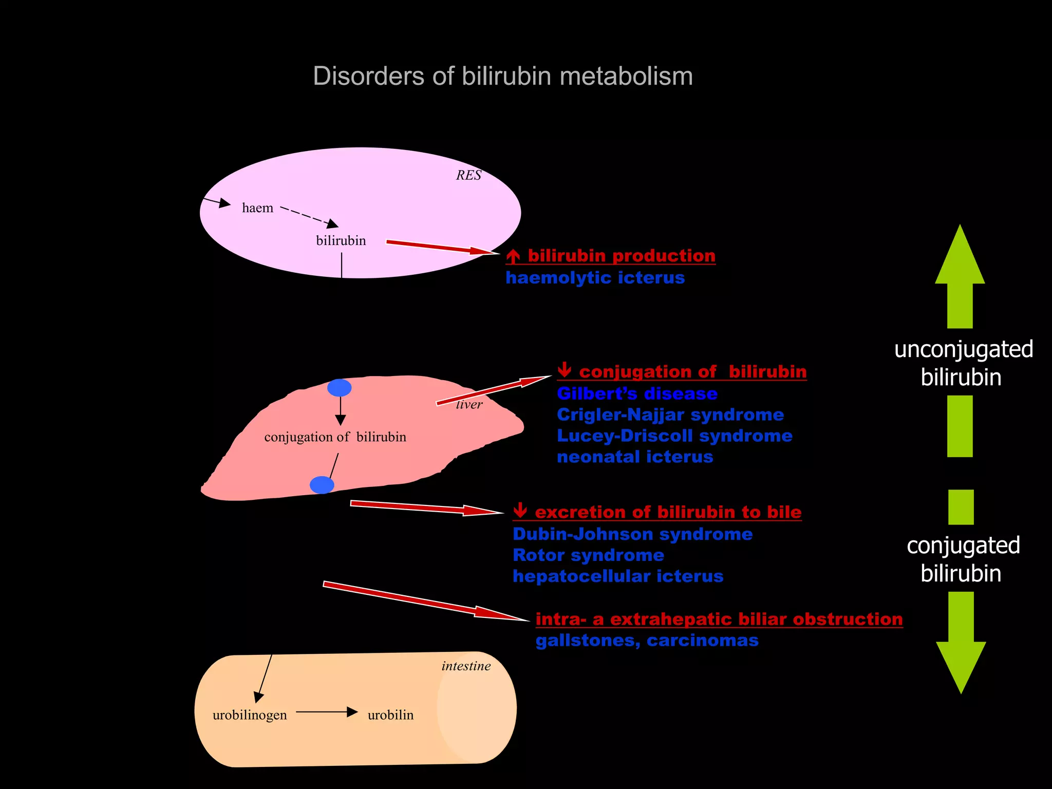 haemoglobin
RES
haem
globin bilirubin
blood
bilirubin
liver
conjugation of bilirubin
bile
intestine
urobilinogen urobilin
 bilirubin production
haemolytic icterus
 conjugation of bilirubin
Gilbert’s disease
Crigler-Najjar syndrome
Lucey-Driscoll syndrome
neonatal icterus
 excretion of bilirubin to bile
Dubin-Johnson syndrome
Rotor syndrome
hepatocellular icterus
intra- a extrahepatic biliar obstruction
gallstones, carcinomas
Disorders of bilirubin metabolism
unconjugated
bilirubin
conjugated
bilirubin
 
