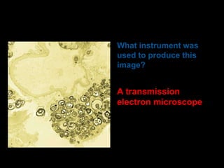 What instrument was
used to produce this
image?

A transmission
electron microscope

 
