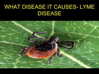 WHAT DISEASE IT CAUSES- LYME
DISEASE

 