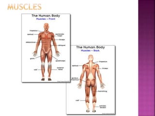 Correctly label the muscles of the leg