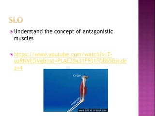  Understand the concept of antagonistic
muscles
 https://www.youtube.com/watch?v=T-
ozRNVhGVg&list=PLAE20A31F931FDBB5&inde
x=4
 