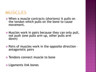  When a muscle contracts (shortens) it pulls on
the tendon which pulls on the bone to cause
movement.
 Muscles work in pairs because they can only pull,
not push (one pulls arm up, other pulls arm
down)
 Pairs of muscles work in the opposite direction –
antagonistic pairs
 Tendons connect muscle to bone
 Ligaments link bones
 
