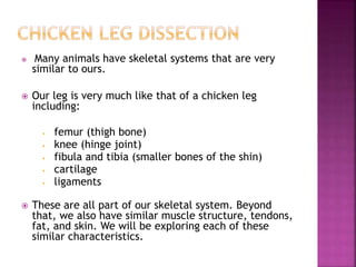  Many animals have skeletal systems that are very
similar to ours.
 Our leg is very much like that of a chicken leg
including:
• femur (thigh bone)
• knee (hinge joint)
• fibula and tibia (smaller bones of the shin)
• cartilage
• ligaments
 These are all part of our skeletal system. Beyond
that, we also have similar muscle structure, tendons,
fat, and skin. We will be exploring each of these
similar characteristics.
 