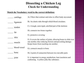 Dissecting a Chicken Leg
Check for Understanding
Match the Vocabulary word to the correct definition:
cartilage
ligament
tendon
fat
skin
muscle
blood vessel
bone
joint
A). Fibers that contract and relax to effect body movement
B). An elastic tube through which blood circulates.
C). A tough, semi-rigid, calcified part of the skeleton
D). connects two bones together.
E). protective covering
F). It covers the surface of joints, allowing bones to slide over
one another, thus reducing friction and preventing damage.
Keeps bones from touching one another.
G). connects muscle to bone
H). A point of connection between two movable parts
I). is important in energy metabolism, heat insulation and
cushioning. A yellow jelly-like substance.
_____
_____
_____
_____
_____
_____
_____
_____
_____
 