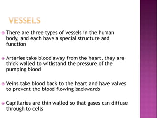  There are three types of vessels in the human
body, and each have a special structure and
function
 Arteries take blood away from the heart, they are
thick walled to withstand the pressure of the
pumping blood
 Veins take blood back to the heart and have valves
to prevent the blood flowing backwards
 Capillaries are thin walled so that gases can diffuse
through to cells
 