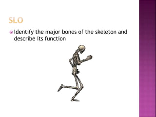  Identify the major bones of the skeleton and
describe its function
 