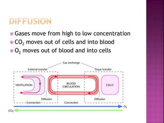  Gases move from high to low concentration
 CO2 moves out of cells and into blood
 O2 moves out of blood and into cells
 