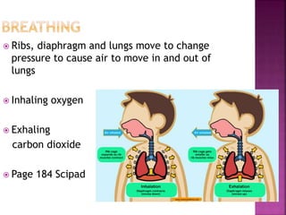  Ribs, diaphragm and lungs move to change
pressure to cause air to move in and out of
lungs
 Inhaling oxygen
 Exhaling
carbon dioxide
 Page 184 Scipad
 