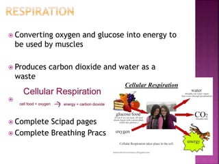  Converting oxygen and glucose into energy to
be used by muscles
 Produces carbon dioxide and water as a
waste

 Complete Scipad pages
 Complete Breathing Pracs
 