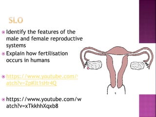  Identify the features of the
male and female reproductive
systems
 Explain how fertilisation
occurs in humans
 https://www.youtube.com/w
atch?v=ZpKlt1sHr4Q
 https://www.youtube.com/w
atch?v=xTkkhhXqxb8
 