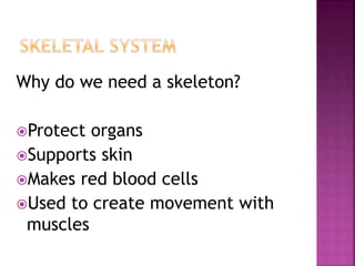 Why do we need a skeleton?
Protect organs
Supports skin
Makes red blood cells
Used to create movement with
muscles
 