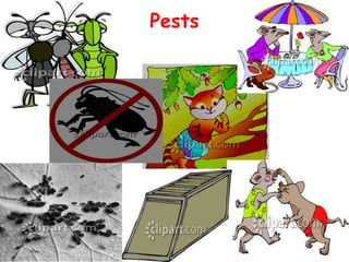 Pests
 
