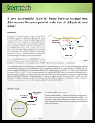 A novel cyanobacterial ligand for human L-selectin extracted from
 Aphanizomenon flos aquae – potential role for stem cell biology in vitro and
 in vivo?

 Introduction
 The objective of this study was to evaluate the in vitro and in vivo effects of
 StemEnhance®, an extract from Aphanizomenon flos-aquae (AFA) enriched
 for a novel ligand for human L-selectin, on stem cell physiology. L-selectin is
 a cell adhesion molecules involved in cellular migration, cellular adhesion,
 and the retention versus release of bone marrow stem cells into the blood
 circulation. Stimulation of L-selectin leads to the externalization of pre-
 formed CXCR4 chemokine receptors, which are specific for the chemokine
 Stromal Derived Factor-1 (SDF-1) (Figure 1). Binding to SDF-1 to CXCR4 leads
 to the externalization of adhesion molecules that anchor the stem cell in the
 bone marrow. SDF-1 acts as a potent attractant for stem cells and therefore
 assists in retaining stem cells within the bone marrow environment.


                                                                             	
  
 It was demonstrated that any interference with the CXCR4/SDF-1 axis is one
                                                                                                                                                               Figure 1
 of several contributing mechanisms involved in the release of stem cells
 from the bone marrow. Therefore, any compound that interferes with CXCR4 or SDF-1 has the potential of acting as a stem cell mobilizer.

 There are many ways to support stem cell mobilization. For example, Granulocyte Colony-Stimulating Factor (G-CSF), the natural compound in the body stimulating
 stem cell mobilization works at least in part by raising the level of specific proteolytic enzymes that degrade SDF-1, thereby disrupting the CXCR4/SDF-1 axis. Other
 compounds such as AMD-3100 promote stem cell mobilization by blocking CXCR4, once again disrupting the CXCR4/SDF-1 axis. Finally, L-selectin blockers reduce
 the density of CXCR4 on the surface of the stem cells’ membrane, thereby down-regulating the CXCR4/SDF-1 axis. Due to the physiological processes involved in
 each of these mechanisms of action, the mobilizations triggered by each of these mechanisms show different magnitude, time of onset, and duration. Mobilization
 triggered by G-CSF and AMD-3100 begins within a few days, last for a few days and can lead to an increase in the number of circulating stem cells by up to 100-
 fold. Conversely, mobilization triggered by L-selectin blockers is more transient and of a much lesser magnitude. The mobilization observed after consumption of
 StemEnhance was rapid, transient and mild, therefore we hypothesized that AFA contained an L-selectin blocker.




 Methods & Results
                                                                                   AFA contains a ligand for human L-selectin

                                                                                   In order to determine whether AFA contained an L-selectin ligand (binding molecule),
                                                                                   paramagnetic Dynabeads coated with human L-selectin were incubated with a water
                                                                                   extract of AFA (AFA-W) (Figure 2). After incubation, Dynabeads were washed and any
                                                                                   bound material from the AFA extract was detached from the L-selectin molecules and
                                                                                   run on gel-electrophoresis.




	
  
                                                                  Figure 2
 