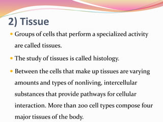 2) Tissue
 Groups of cells that perform a specialized activity
are called tissues.
 The study of tissues is called histology.
 Between the cells that make up tissues are varying
amounts and types of nonliving, intercellular
substances that provide pathways for cellular
interaction. More than 200 cell types compose four
major tissues of the body.
 