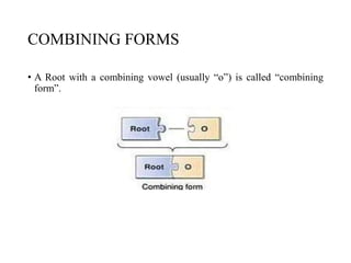 Root Combining Form Medical terminologies used in clinical settings ppt | PPTX
